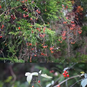 マルバノホロシの実の画像 by 百日紅さん | お出かけ先とマルバノホロシの実と岐阜県と林道沿いと里山と赤い実とつる巻き月曜日